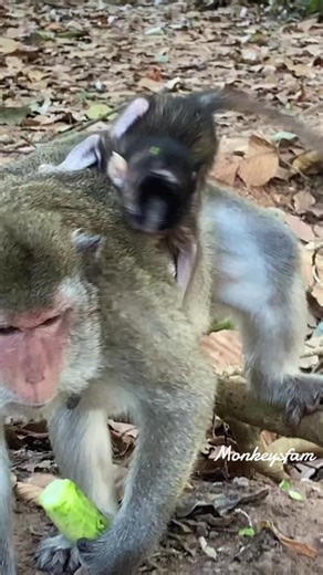 Adorable Moments Between Monkey and Caregiver