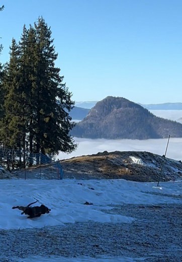 Mastering Cascadeur: Tips for Teckel Training