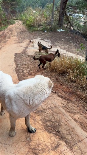Doris: The World's Biggest Dog Chases Neighbors' Pets