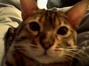 Bengal kitten close up and purring