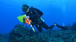 Designing a fish identification survey app for use underwater