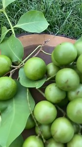 657K views · 6.7K reactions | Buah paling langka dan unik namanya buah mamoncillo.. #mamonchillo #buahlamka | Inspirasi Tanaman Buah | Facebook