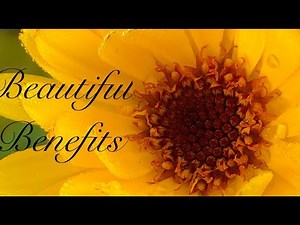 Natural Healing Calendula Oil - Incredible Benefits and How To!