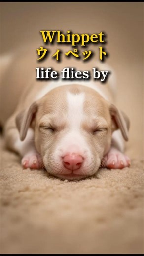 A Whippet's Life in 50 Seconds | A Whippet's Life