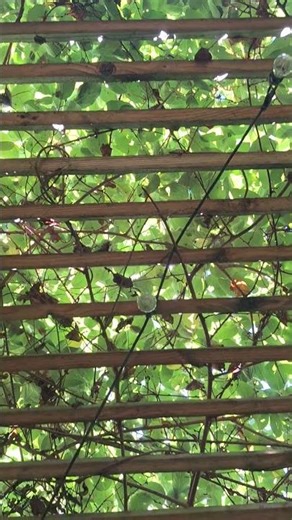 Gratitude and Warm Wishes Under the Vines #substack #shorts