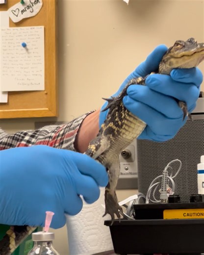 New England Wildlife Center on Reels