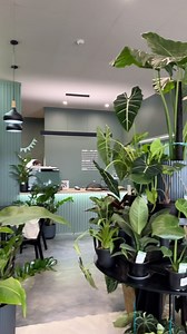 🌿☕ New Café in Petone! ☕🌿 Just opened yesterday and it’s the ultimate haven for coffee lovers & plant enthusiasts! Whether you’re a plant pro or just starting your green journey, they’ve got it all—books, tools, sprays, adorable planters, and of course, incredible coffee. 🌱✨ Come for the plants, stay for the urban jungle vibes!✨ #PetoneEats #PlantGoals #PetoneCafé #PlantCafé #CoffeeAndPlants #GreenThumb #PlantLovers #UrbanJungle #CaféInspiration #Houseplants #PetoneNZ #CoffeeTime #PlantParent