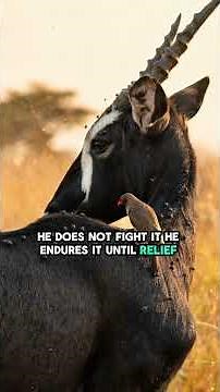 Oxpecker Helps a Sable Antelope! 🦌🐦 #wildlife #wildlifeentertainment #antelopes