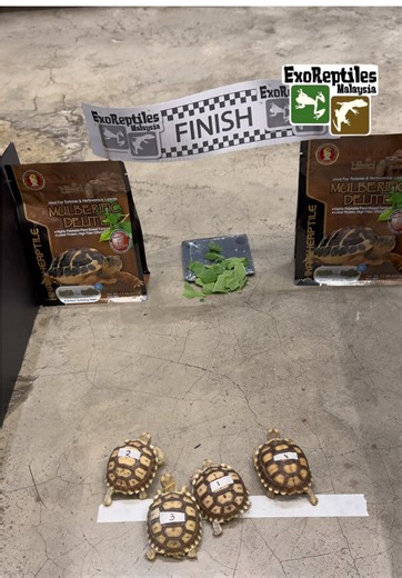 Exciting Turtle Race: Who's the Fastest?