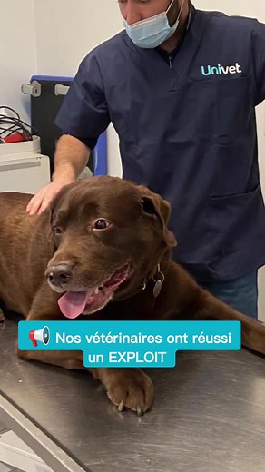 📢 GRANDE NOUVELLE chez Univet, on vous présente, le 1er animal “hybride” issu d’un croisement entre un #chien et un #chat ! Et oui vous ne rêvez pas c’est une 1ère mondiale, deux espèces différentes ont pu se reproduire ensemble 🐱🐶👌 #animals #trending #insolite #dogsoftiktok #catsoftiktok #vetlife #veterinaire #veterinary #hybride #innovation #fyp #foryou #cat #dog #genetique #animaux #pets #accouplement