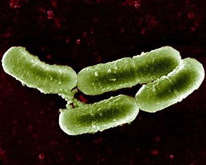 Une bactérie bénéfique pour la conservation de la viande