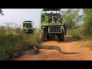 New Kartar 4000 140Hp Combine | Vishal 435 Harvester We are starting harvester to harvest the paddy