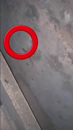 How does a lizard eat insects?🐜🍽️