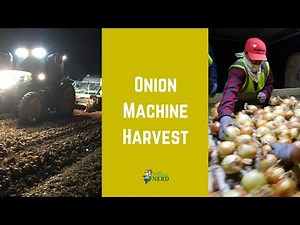 Onion Harvest in California: Onion Machine Harvest