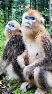 Rare golden snub-nosed monkeys thrive in Hubei's ancient forest thanks to conservation efforts | CCTV