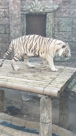 Bengal Tiger Tashkent #tiger #tashkent #animals #uzbekistan #tashkent_travel #shorts #zoo