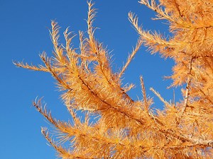 This bright yellow fall pine is the only tree of its kind in Michigan