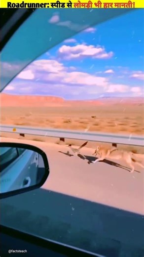 Roadrunner: So much speed? Even a fox can't catch up! #shorts #roadrunners #birds