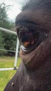 Say goodbye to wrestling with heavy panels and flimsy tape fencing! 🐴 Your horse's safety is our top priority. Introducing Camp Corrals - a game-changing solution that combines physical barriers with built-in electric security that only activates if they push on it. At just 6 lbs per panel, one person can set up in minutes—no tools needed, no stress involved. Perfect for rodeos, trail riding, or setting up turnout at home, your horse deserves the freedom of safe containment on-the-go! ✅ Solo se