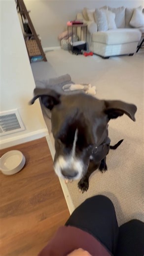 📍Adopt Gidget at our West Chester campus at 1212 Phoenixville Pike, West Chester, PA 19380 | PA Kennel License #01647. | Brandywine Valley SPCA