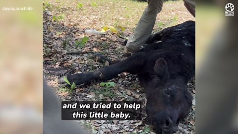 Saving a Paralyzed Baby Bull