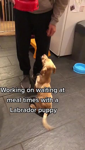Labrador Puppy Training Tips: Teaching Your Pup to Wait for Food