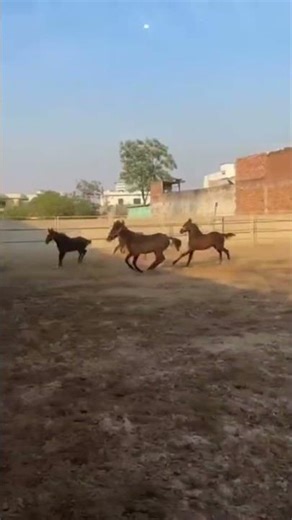 🔥Watch these fillies fly across the farm🔥 #trending #horse #marwarihorse #viral