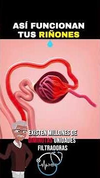 ASÍ FUNCIONAN TUS RIÑONES 💧