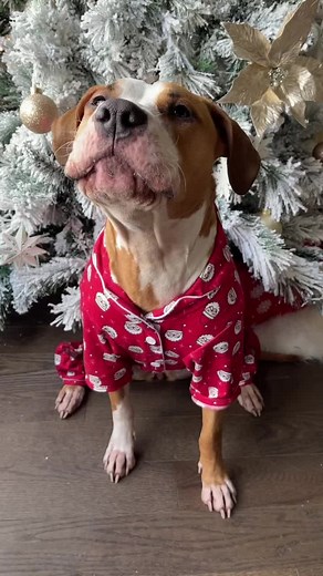 Troubleshooting Christmas Tree Lights