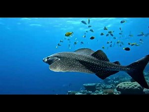 A beautifully detailed video of a massive Skate fish