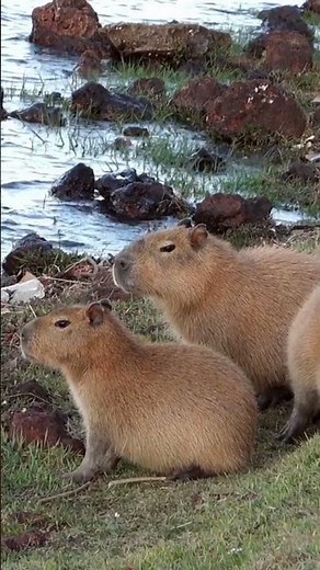 Where do capybaras live? Their surprising habitat.