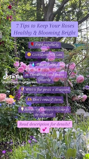 🌸 7 Simple Ways to Keep Roses Happy :) 🌹 1️⃣ Feed regularly ✅ Use a rose fertiliser or balanced feed (e.g. 10-10-10) in early spring, after first bloom, and mid-summer. ✅ Add well-rotted manure or compost around the base in spring for slow-release nutrients. 🌞 2️⃣ Give them full sun ✅ Roses love at least 6 hours of direct sun a day. Less sun = weaker blooms. 💧 3️⃣ Water deeply ✅ Water at the base of the plant (not over the leaves) — 1–2 deep soakings per week rather than frequent light water