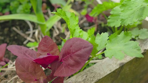 I discovered the easiest way to propagate plants 🌱