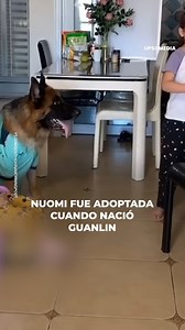 Nuomi es probablemente la peluda más inteligente del mundo. Está entrenada para proteger la vida de su dueña, pero también para ayudarla en los deberes del hogar. Se trata de una perrita todoterreno que está revolucionando las redes sociales. | Upsocl Verde