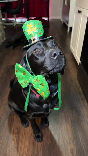 Happy St Patty’s Day Weekend! Doesn’t she look precious 💚 #stpatricksday #cutedogsonly #shadowtheblacklab #blacklabradorretriever #labradorretriever #dogcostumes