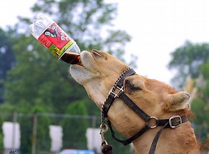 Serverless: Apache Camel K erreicht Version 1.0.0