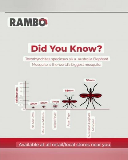 Largest Mosquito in The World Toxorhynchites, Biggest Mosquit, also known as Elephant Mosquito