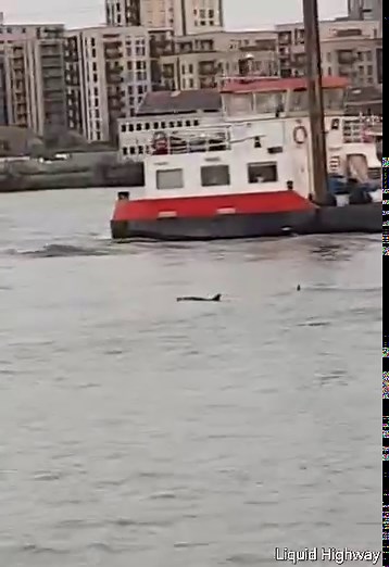 Porpoises spotted today passing North greenwich pier. Further sightings of four were spotted near canary wharf pier Video by Shayek | The Liquid Highway