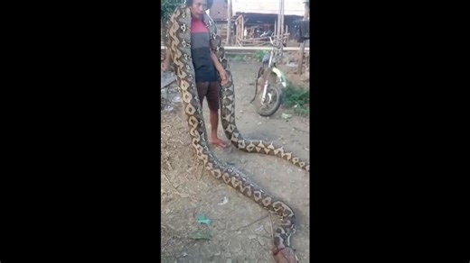 Villager carries giant python across his shoulders after it was caught among homes