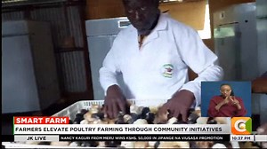 Smart farm Focus on large-scale poultry farming in Siaya Farmers elevate poultry farming through community initiatives #JKLive Jeff Koinange | Citizen TV Kenya