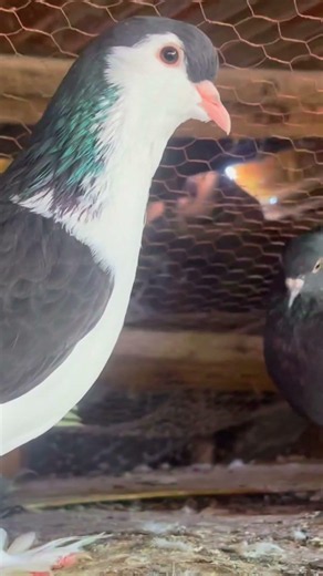 Rate this Fancy Pigeon Breed 1 to 10! 👇 #pigeons #pigeon