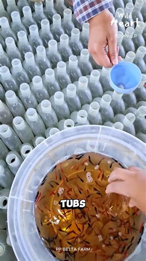 Why Farm Fish in Bottles #fblifestyle #bettafish #fishfarm #aquaculture #fishbreeding | Wild Heart