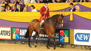 Competition horses who thrived in their new life with a huntsman *H&H Plus* - Horse & Hound