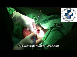 Axillary lipoma in a Labrador Retriever. Surgery at Miraflores del Palo