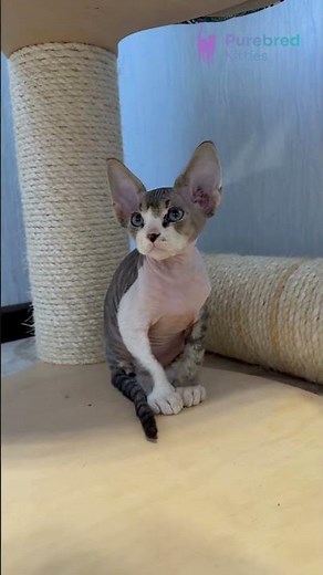 Adopt Simba: Devon Rex Kitten 🖤 Black Tabby with White | Big-Eared Cutie Up for Adoption! #DevonRex