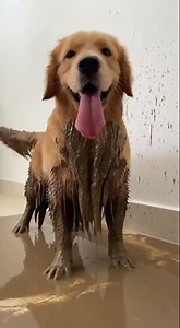 Mud Monster Golden Retriever