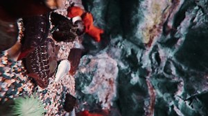 Beautiful fish among coral reefs and rocks. The underwater world in the aquarium