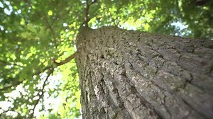 clip-8792062-bark-oak-tree