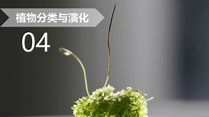 【植物分类与系统发育】04 苔藓植物（三）：角苔类