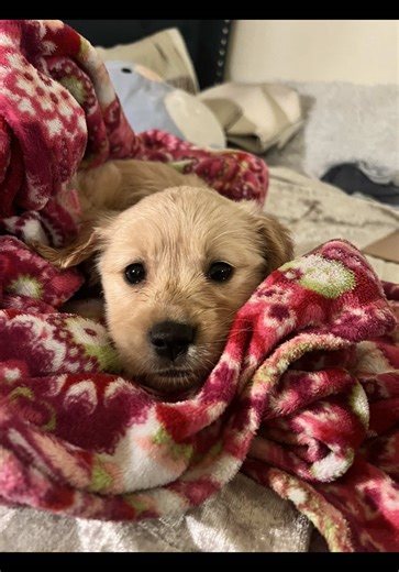 Happy 2nd birthday to my baby Lady! Mama loves you so much😭 You were my dream breed to have as a little girl & I wake up everyday Amazed I finally have a Golden Retriever! Your sassyness keeps me on my toes but I wouldnt have it any other way! #goldenretriever #dogbirthday